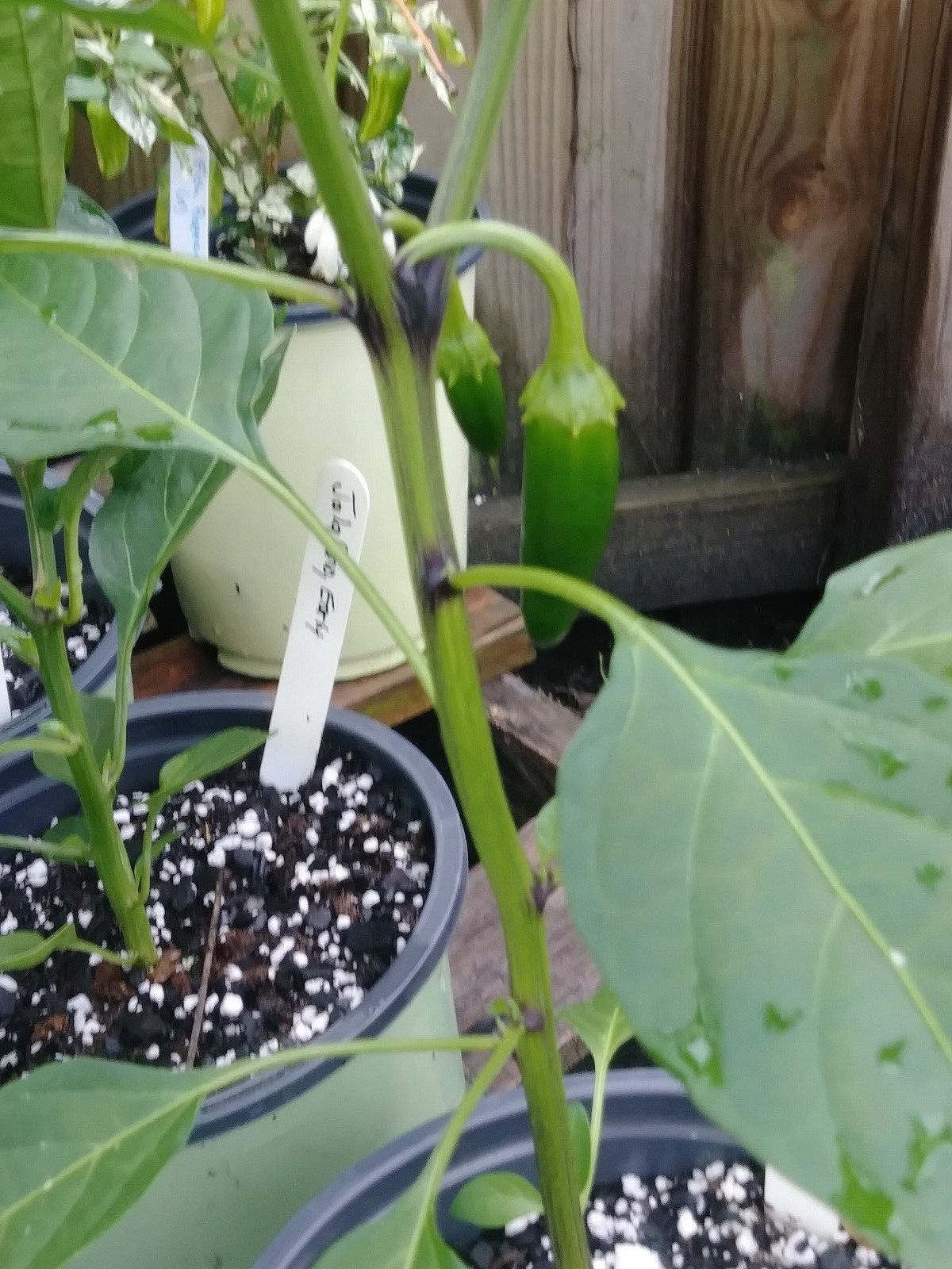 Early Jalapeno Pepper, 1Gal potted plant, Capsicum annuum, Solanaceae