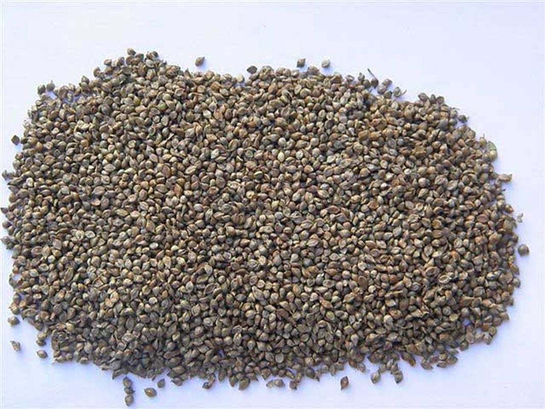 Japanese Millet Seeds (25 Seeds) and 50 similar items