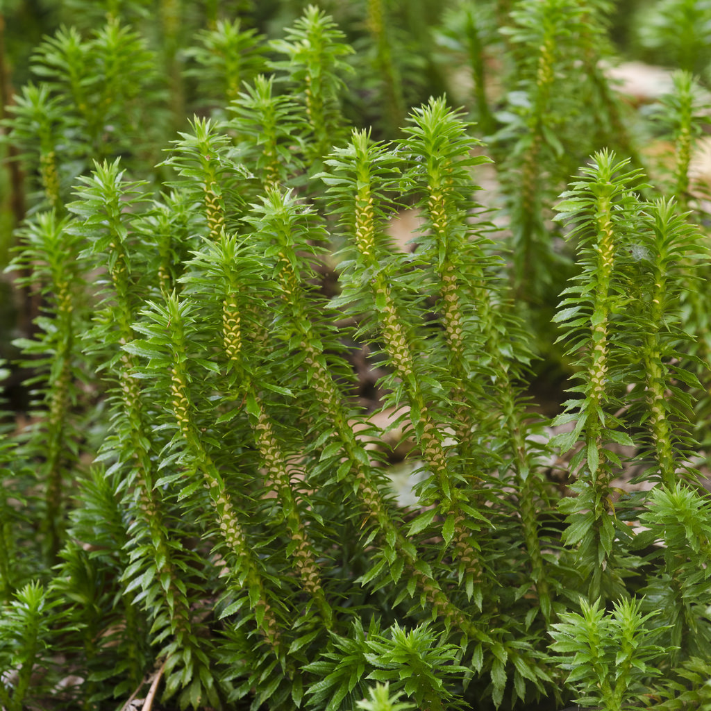 5+ Shining Club Moss Gemmae ~ Naturally Occuring Propagative Clones - Ferns