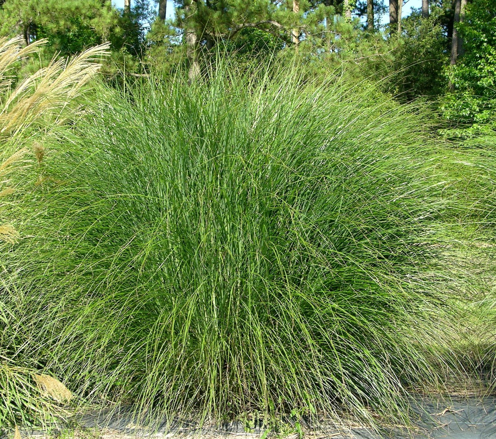 Мискантус китайский «Грацилимус» ( Miscanthus sinensis «Gracillimus»)