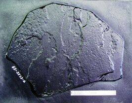Giant Fieldstone Stepping Stone Mold 24"x28"x3" Make Concrete Wall Rock #GS24283 image 9