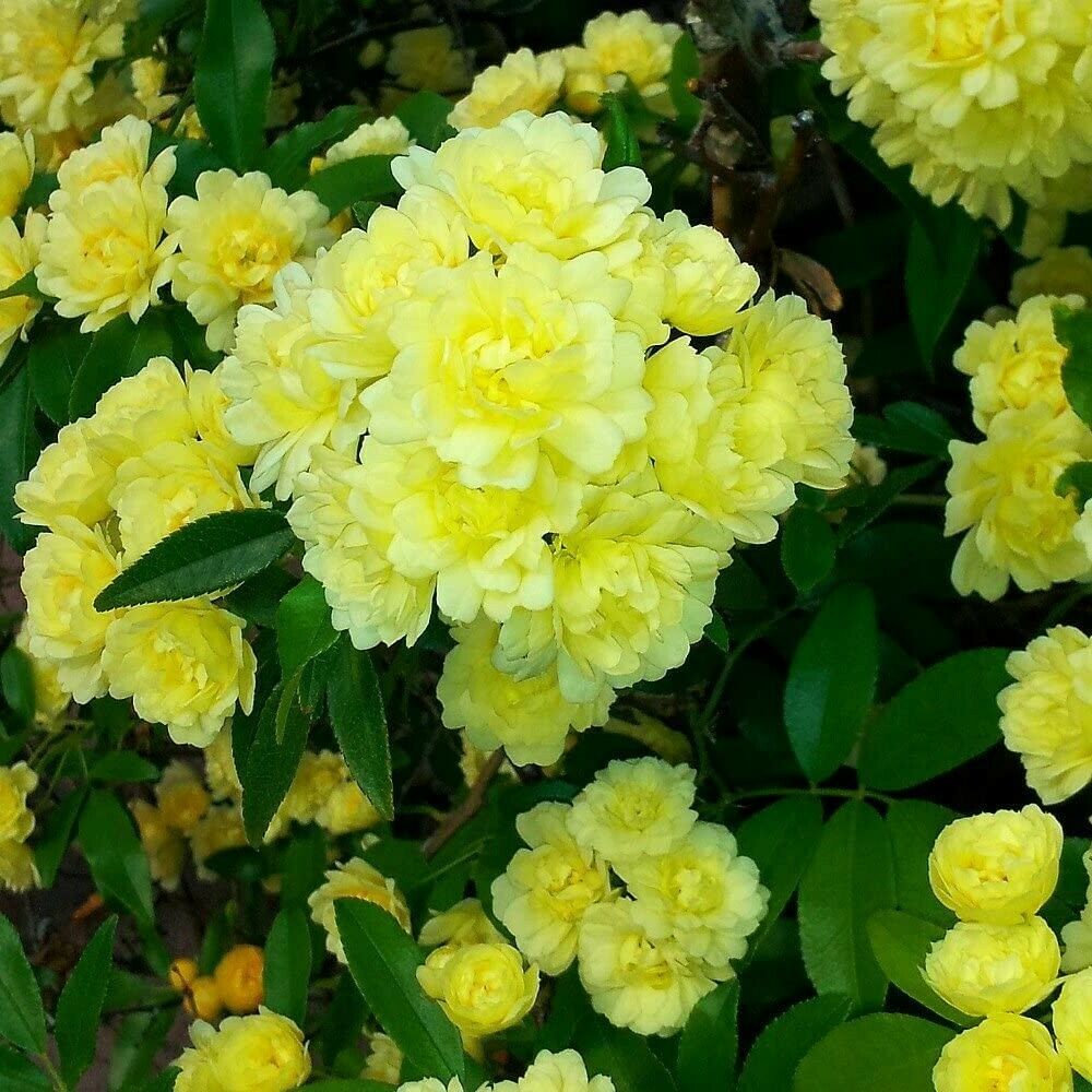 Live Plant Chinese Climbing Rose Yellow Lady Banks 4" Pot Fragrant