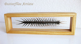 Scolopendra Subspinipes Rare Real Giant Poisonous Centipede Double Glass... - $134.99