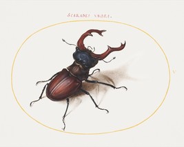 14158.Decor Poster.Room wall art design.Renaissance nature drawing.Beetle - $14.25+
