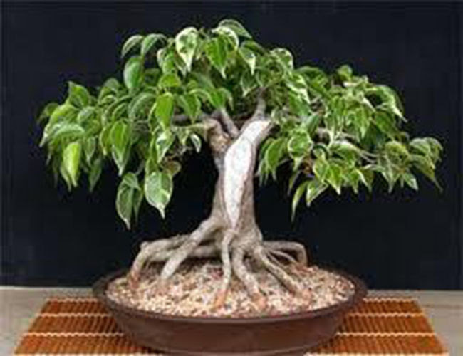 7 Weeping Fig Seeds-1139A