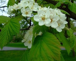 Crataegus Mollis (Downy Hawthorn) 10 seeds - $1.22