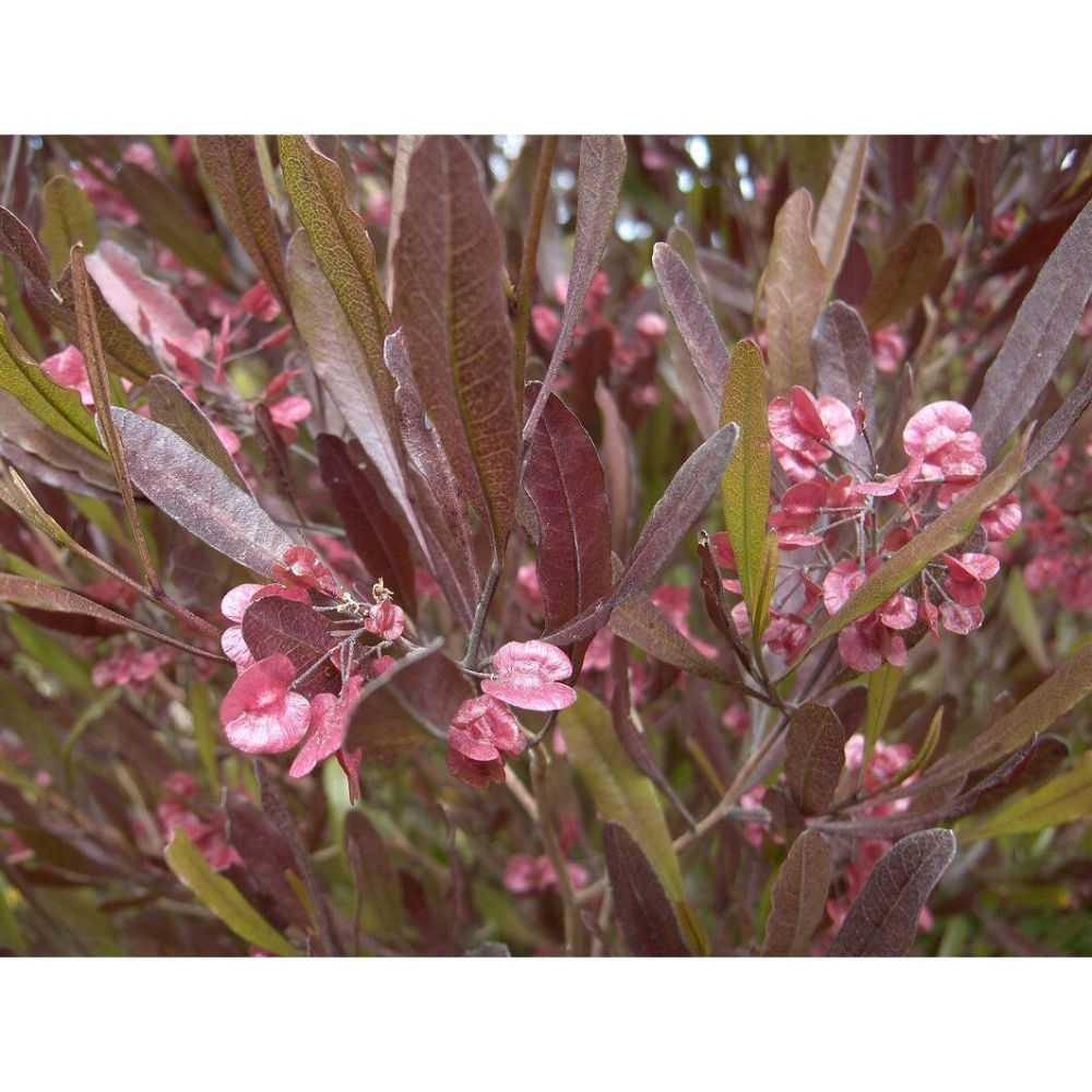 Dodonaea viscosa purpurea PURPLE HOPSEED BUSH Shrub Seeds GRG03
