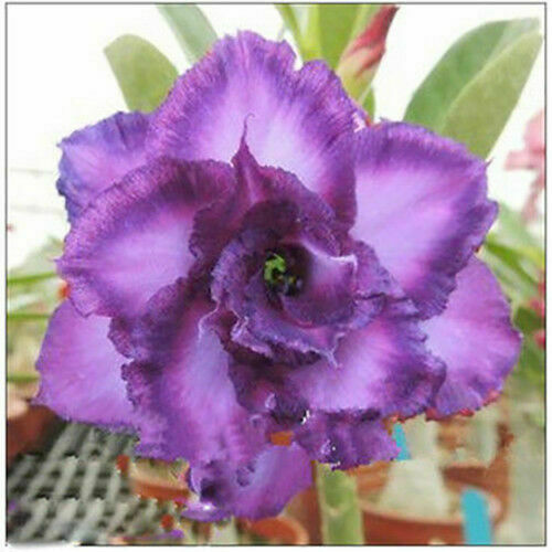 Rare Purple Desert Rose Bonsai Plant Tree House Herb Garden Flower ...