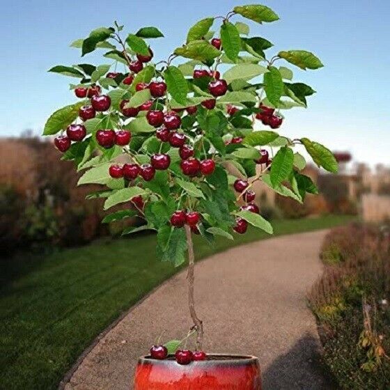 10 Seeds Dwarf Cherry Tree Self-Fertile Fruit Indoor/Outdoor 4.2 oz Original Ver