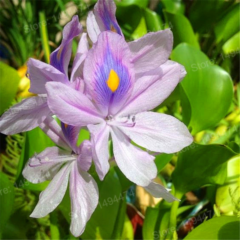 Water Hyacinth Seeds Flower Seeds Garden Pond Flowers For Garden Seeds