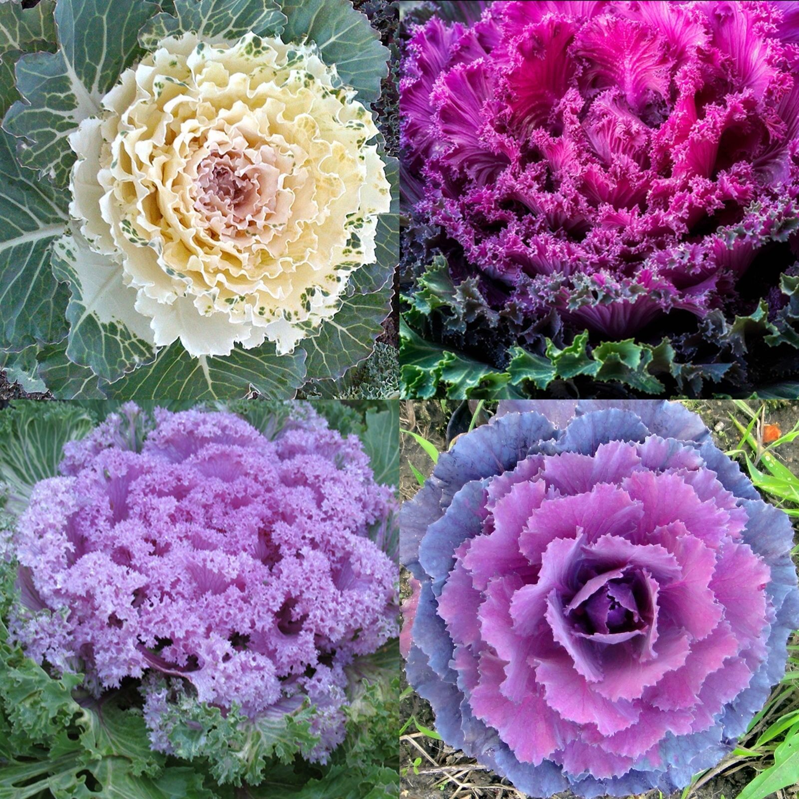 60 ORNAMENTAL KALE SEEDS SPRING HEALTHY VEGETABLE FLOWERING CABBAGE NON