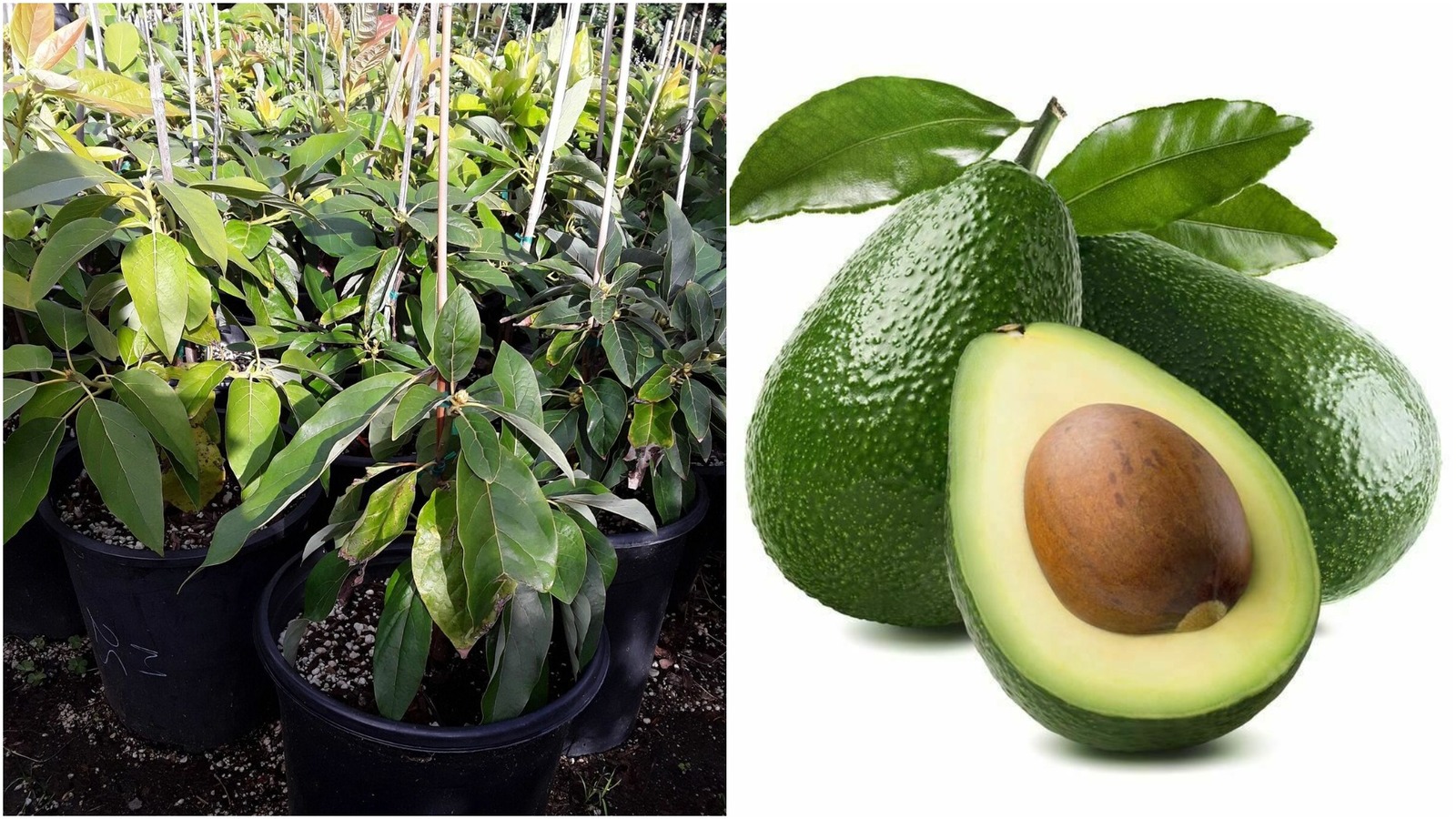 Zutano Avocado Grafted Tree - 2 Feet Tall - Ship in 3 Gal Pot ...