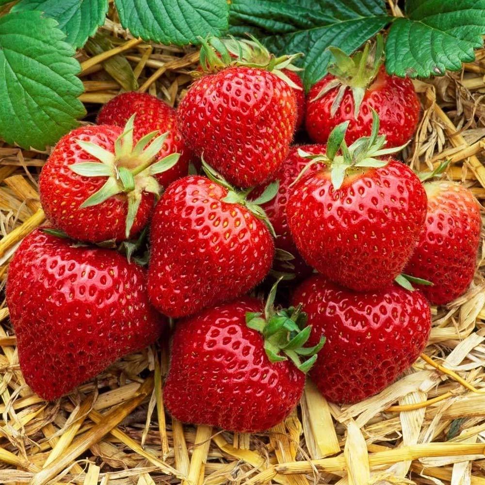 10 Organic Honeoye Strawberry Plants Incredibly Sweet Berry Non GMO Bare Root