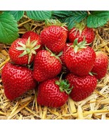 10 Organic Honeoye Strawberry Plants Incredibly Sweet Berry Non GMO Bare... - $25.50