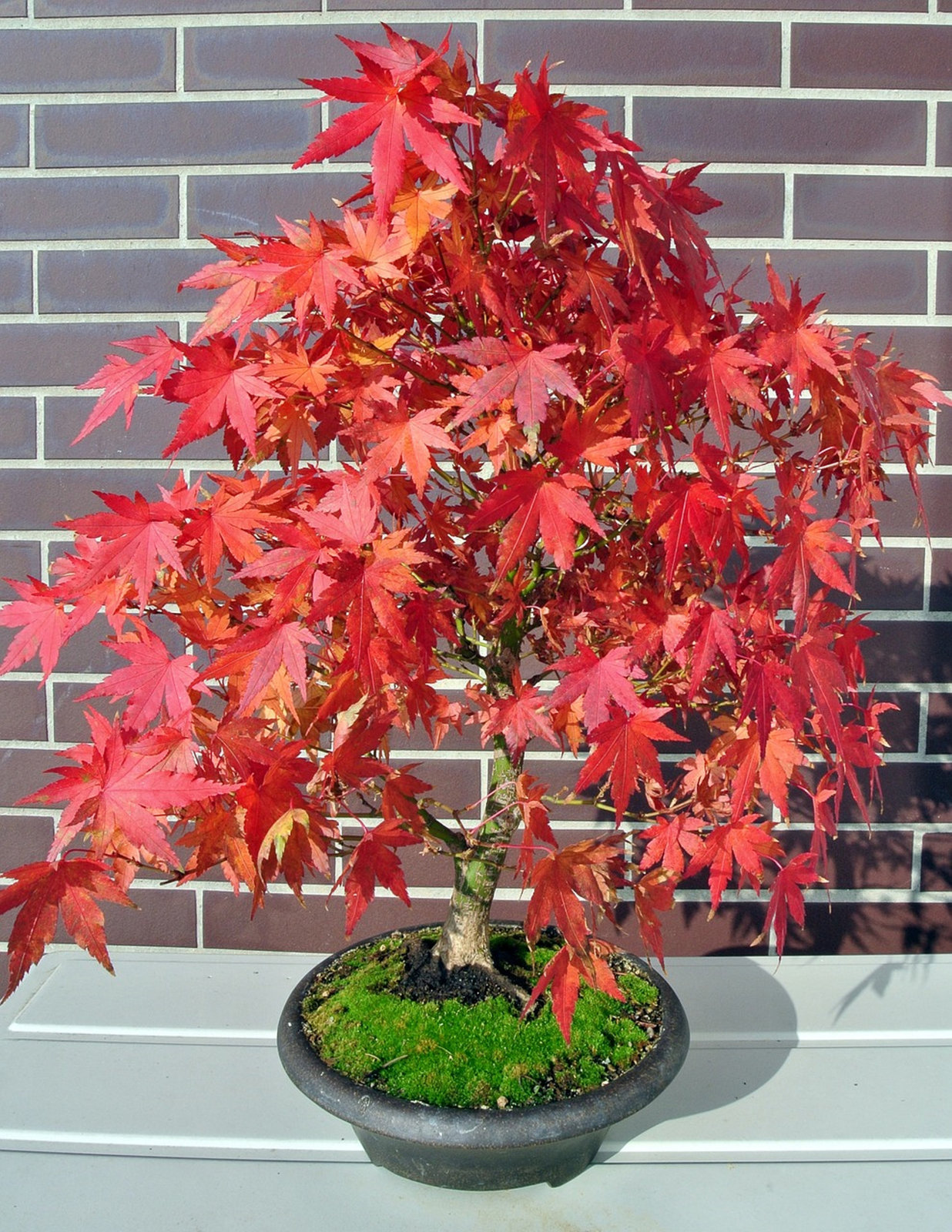 Acer Rubrum Red Maple Ornamental Bonsai Tree Rare 10 Seeds Seeds 