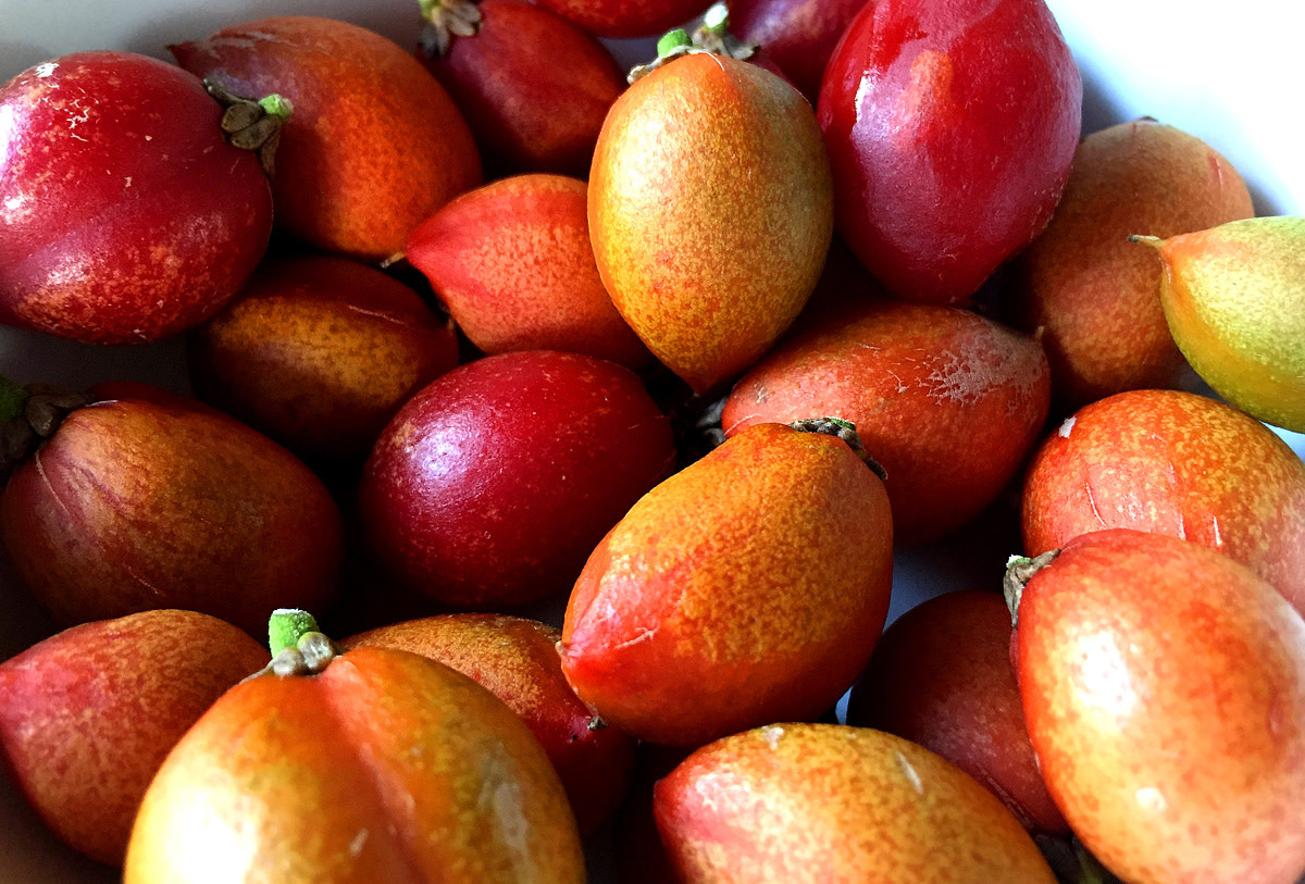 Peanut Butter Fruit 50 seeds bunchosia Argentea Tropical Bunchosia