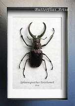 Sphaenognathus Feisthameli Real 4 Eyes Stag Beetle Framed Entomology Display   - $74.99