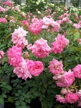 Sweet Drift ® PP #21,612 Pink Roses 2 Gal. Ground Cover Double Flower Rose Bush - $43.60