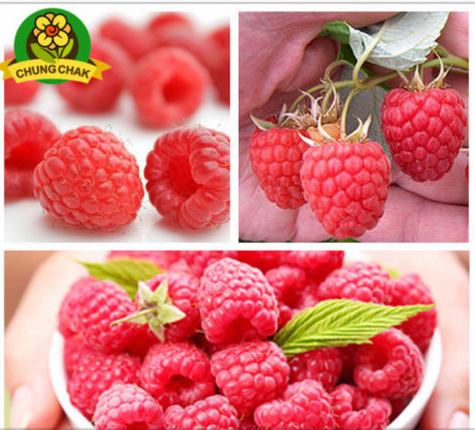 2000+ Red GIANT RASPBERRY Seeds Rasp Berry Seed Super Big Fruit Seed