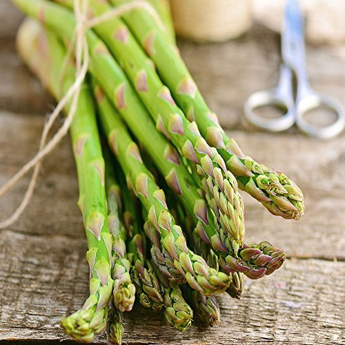 Jersey-Knight 10 Live Asparagus Bare Root Plants -2yr-Crowns from Hand Picked Nu