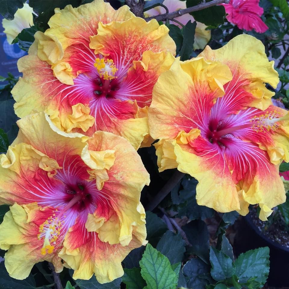 **TAHITIAN SUNSET SPLENDOR** Rooted Tropical Hibiscus Plant**Ships Bare Root***