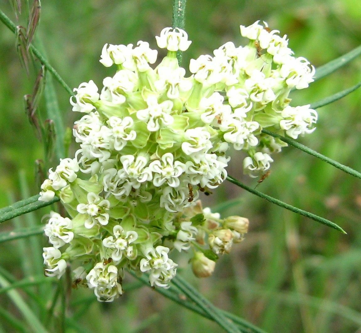 Primary image for SHIPPED FROM US 150 Whorled Milkweed Asclepias verticillata Seeds, ZG09