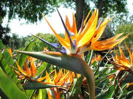 Rare color - Bird of Paradise, flowering exotic Strelitzia Reginae seed 15 seeds - $8.99