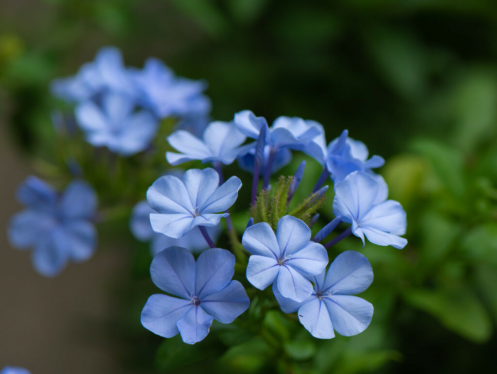 10 Seeds Plumbago Cape Leadplant Plumbago Auriculata - Seeds & Bulbs