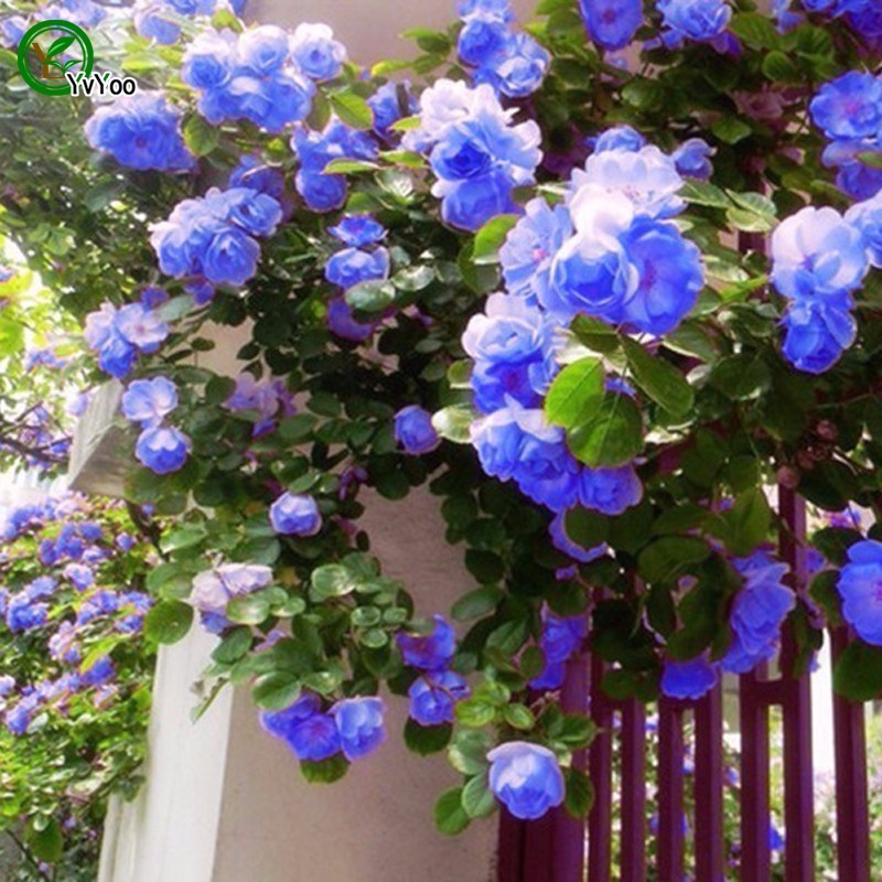 30 Seeds /Pack, Rare Blue Climbing Rose Seeds, Very Beautiful Climbing Flowers Bonsai