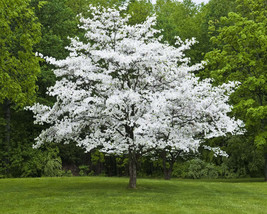 White Flowering Dogwood 4" pot (cornus-florida) image 1
