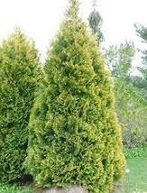 4&quot; Pot Arborvitae Thuja Plicata Green Giant 12-18&quot; Tall - $33.88