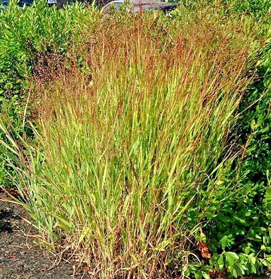 1000+SWITCHGRASS Seeds Native Prairie Tall Grass Clumping Ornamental ...