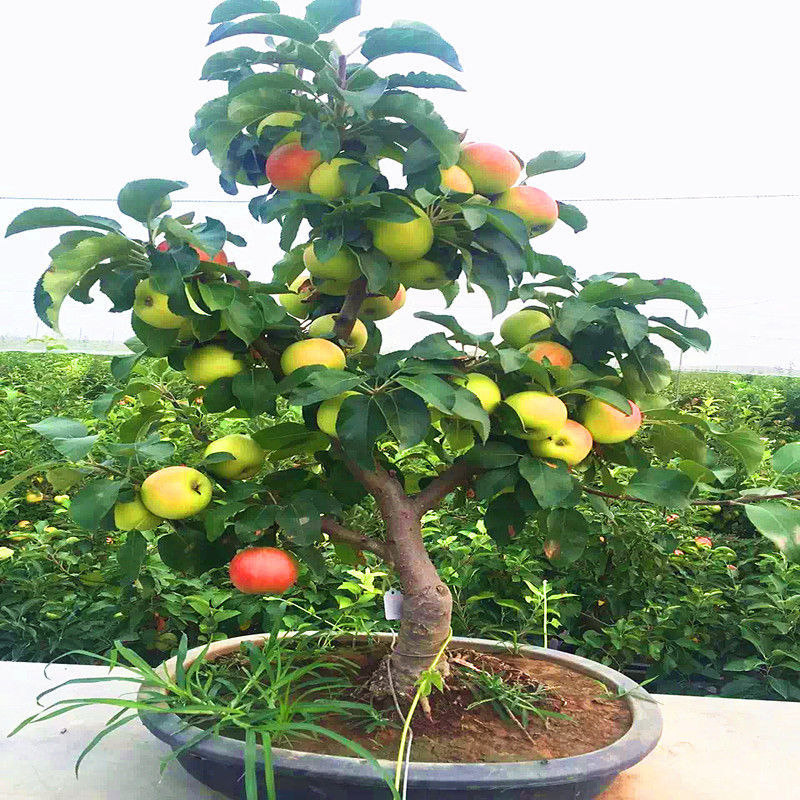 50pcs Very Rare Dwarf Apple Tree Sweet Fruit Planted Fruit Trees Seeds