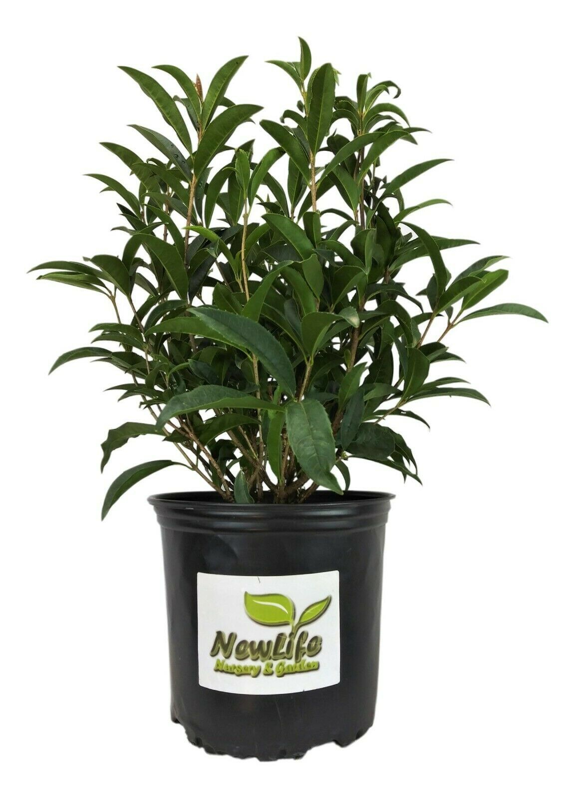 Fudingzhu Fragrant Tea Olive ( osmanthus ) Live Plant Trade Gallon
