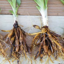 WILD DAYLILY 25 fans/root systems image 2