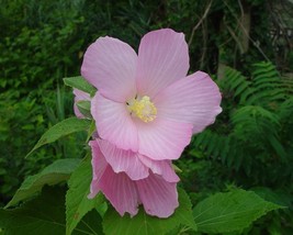 Hibiscus Moscheutos Palustris (Pink Mallow) 100 seeds - $7.94