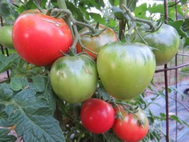 Bogema - massive production of perfect red/pink tomatoes - $5.25