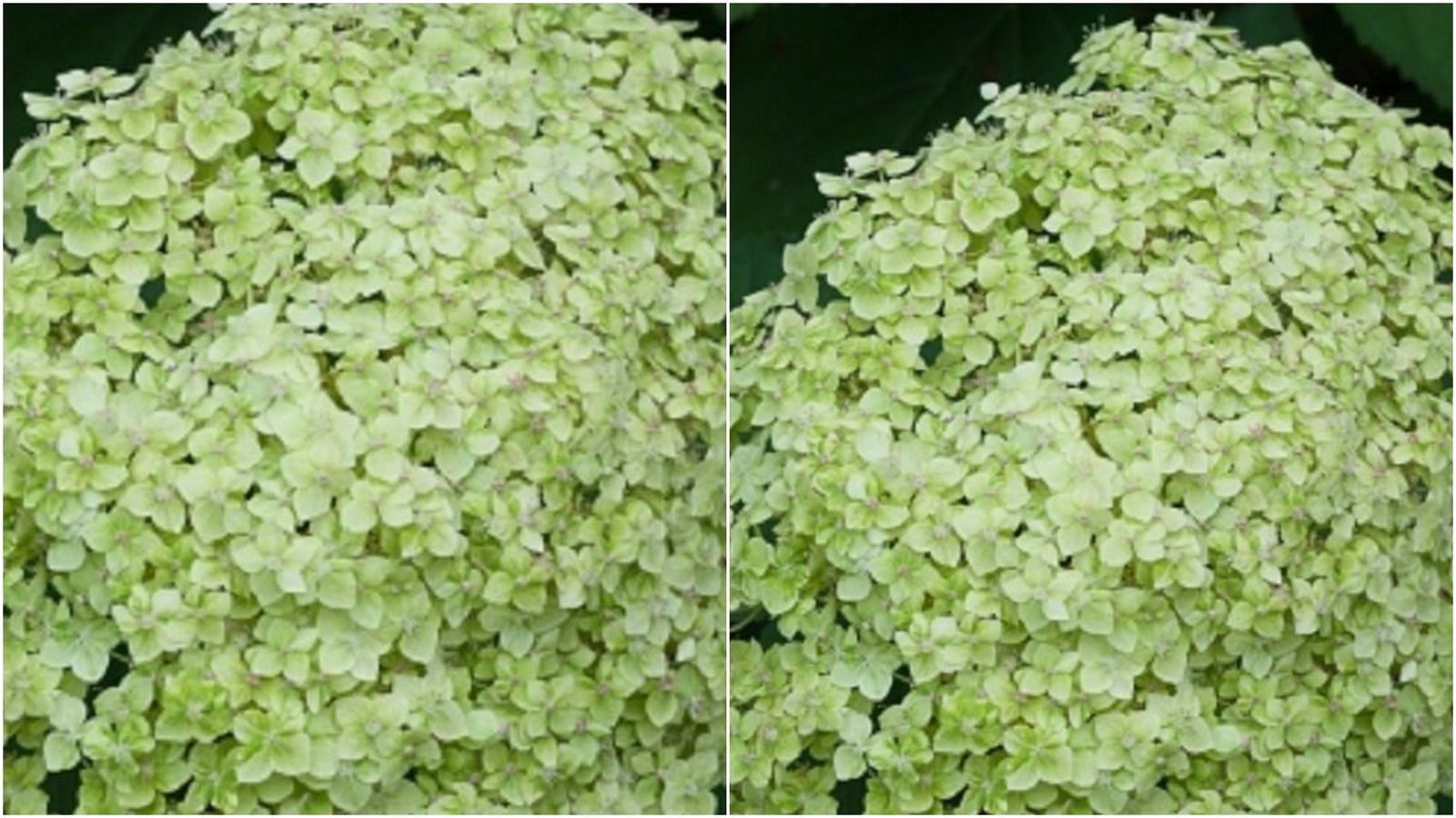 Hydrangea Arborescens 'Lime Rickey' -Starter Plant - Approx 8-12 Inch