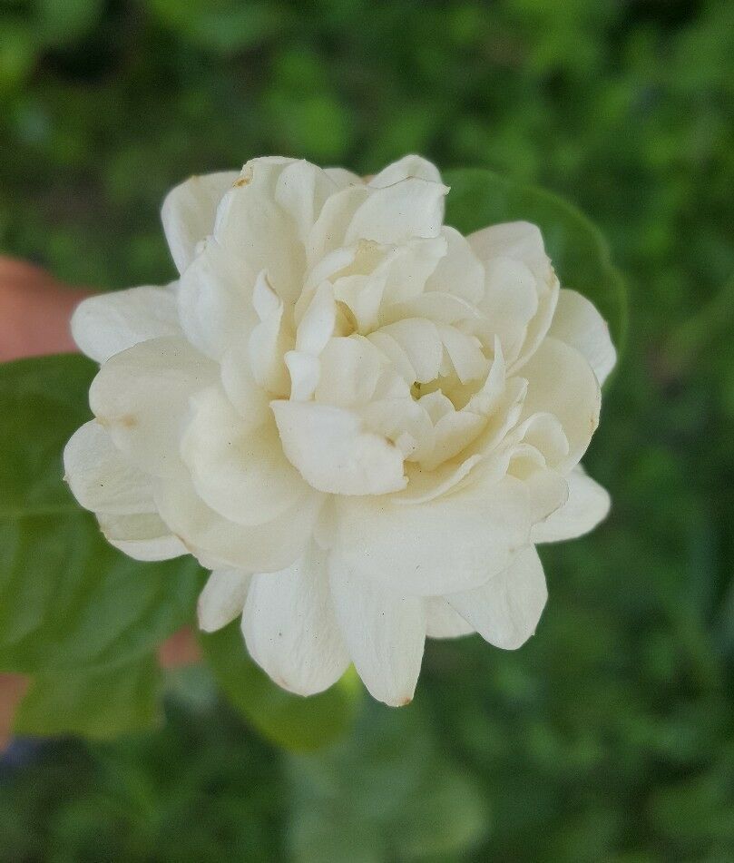 Jasmine Grand Duke of Tuscany Fragrant Jasmine Plants are 3 to 5 inches