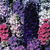 50 Seeds Delphinium Larkspur Giant Imperial Mix Annual Seeds - $23.94