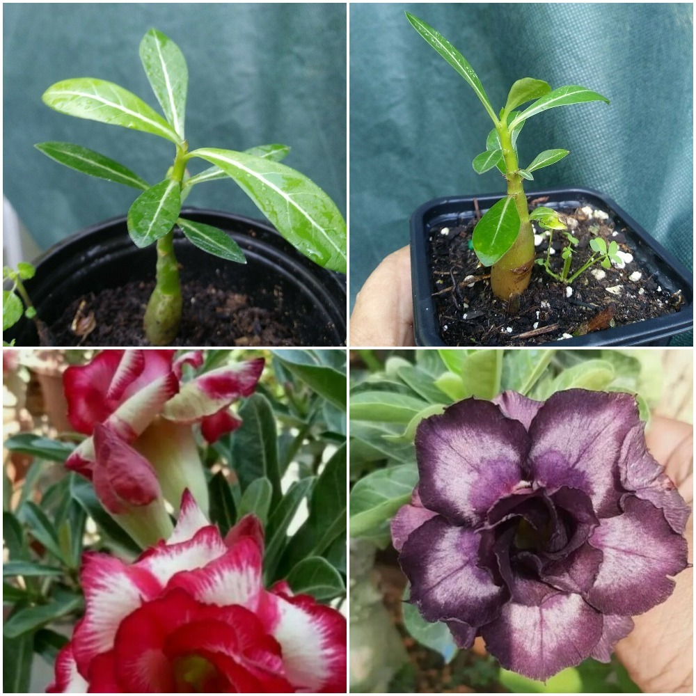 Desert Rose for sale Only 3 left at 70