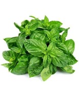 SHIP FROM US 5,000 Sweet Basil Herb Seeds - Microgreens or Garden, ZG09 - $20.36
