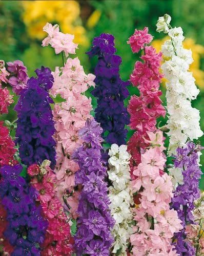 GIANT IMPERIAL 500 SEEDS ORGANIC NEWLY HARVESTED LARKSPUR A GREAT CUT FLOWER 
