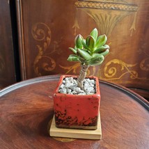 Bonsai Jade, Red Pot & Live Red Horn Tree Succulent, Ice Crack Ceramic Planter image 8
