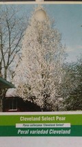 Cleveland Select Flowering Pear Tree Home Garden Plants Landscape Trees Plant - $140.60