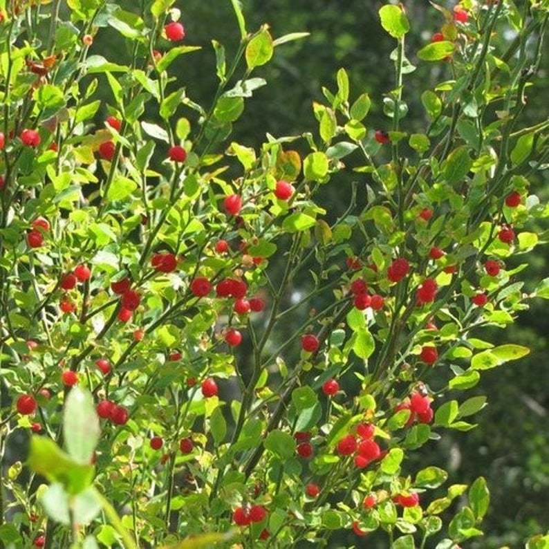 25Pcs Huckleberry Bush Red Seeds Vaccinium Parvifolium Fruit Seed