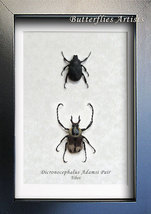 Amazing Reindeer Dicronocephalus Adamsi PAIR Real Beetles Entomology Shadowbox - $84.99