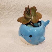 Whale Planter with Live Succulent and Glass Gems, Animal Succulent Planter image 2