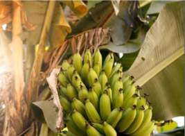 Grand Nain Banana Dwarf Tree  -  Live Banana Fruit Plant   -   4"- 6" Tall image 1