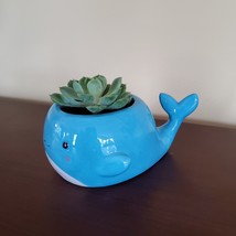 Happy Whale Planter with Live Succulent, 6" Blue Ceramic Animal Pot, Echeveria image 6